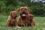 DOGUE DE BORDEAUX 287